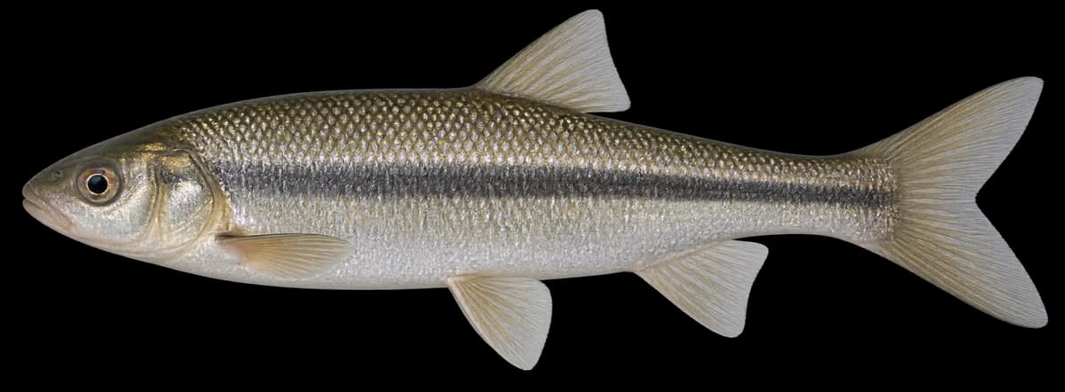 Japanese dace