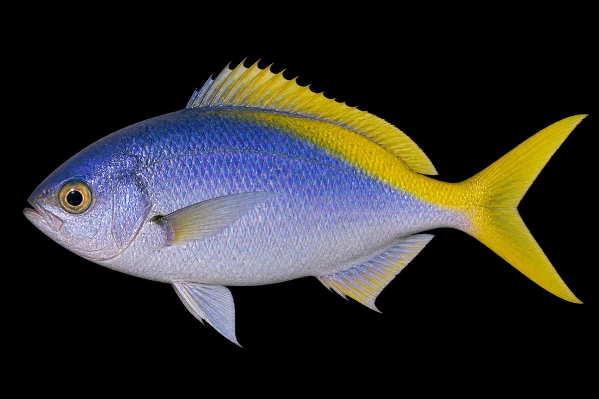 Yellowtail blue snapper