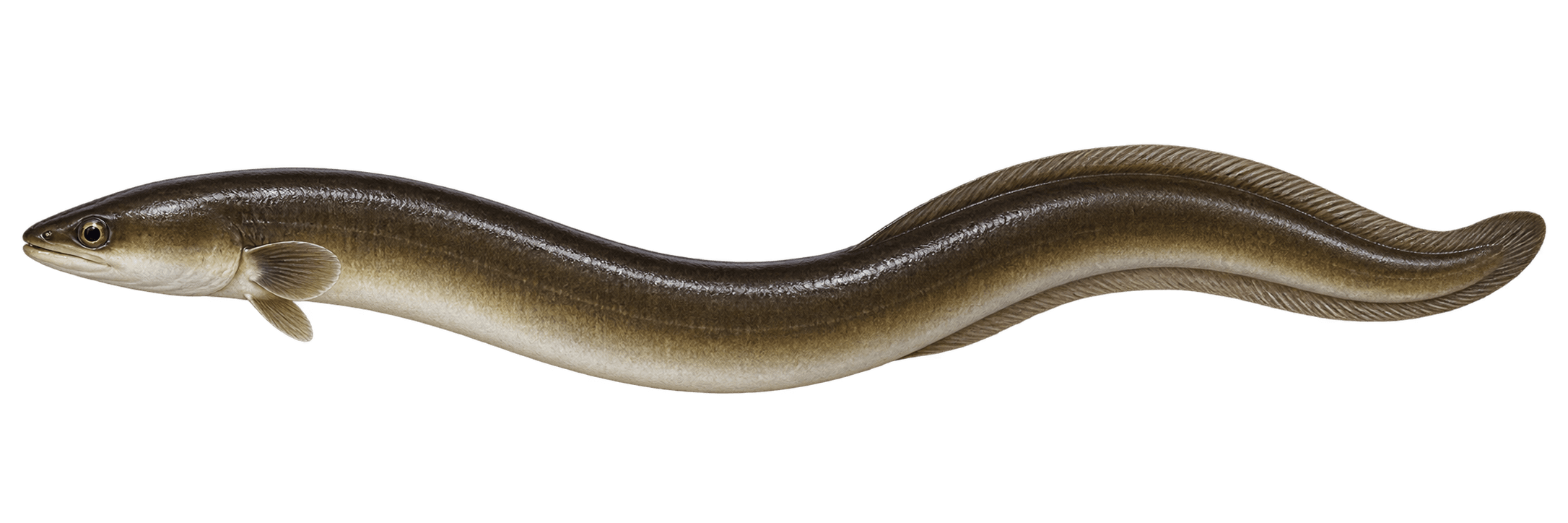 Japanese eel