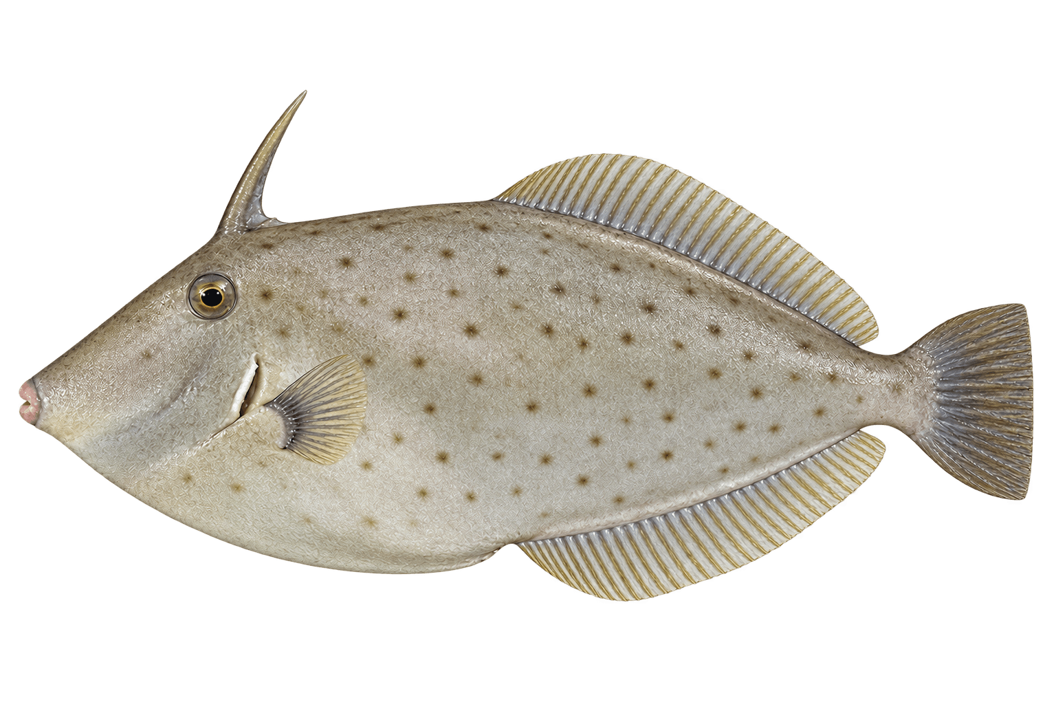 Unicorn leatherjacket