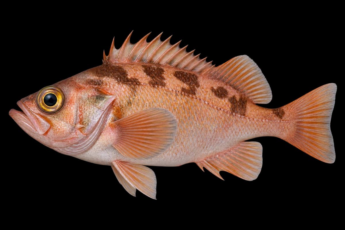 Goldeye rockfish