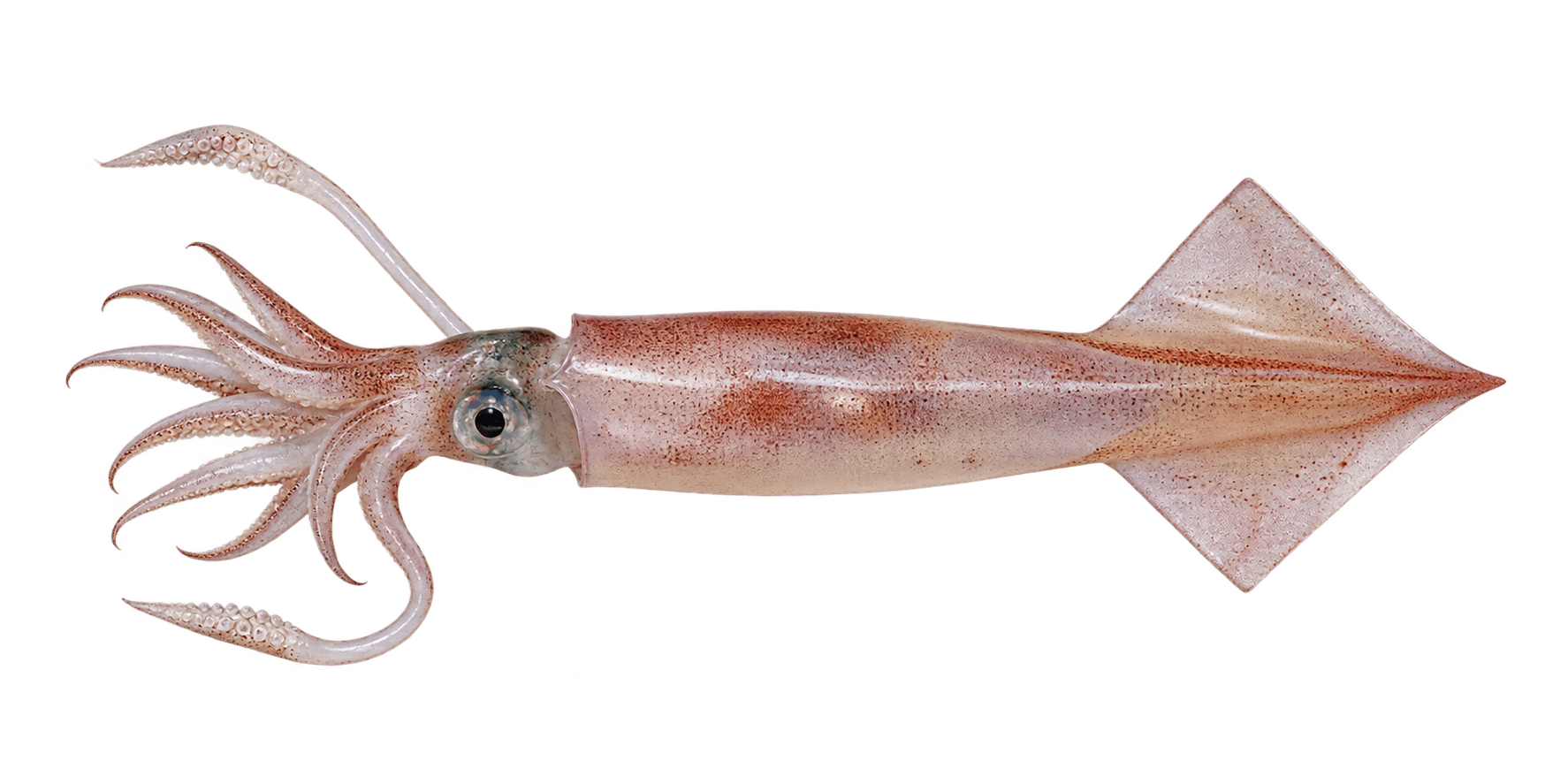 Spear squid