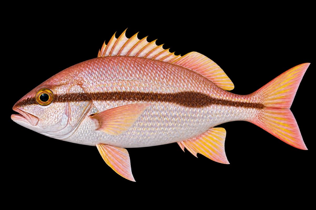 Striped snapper