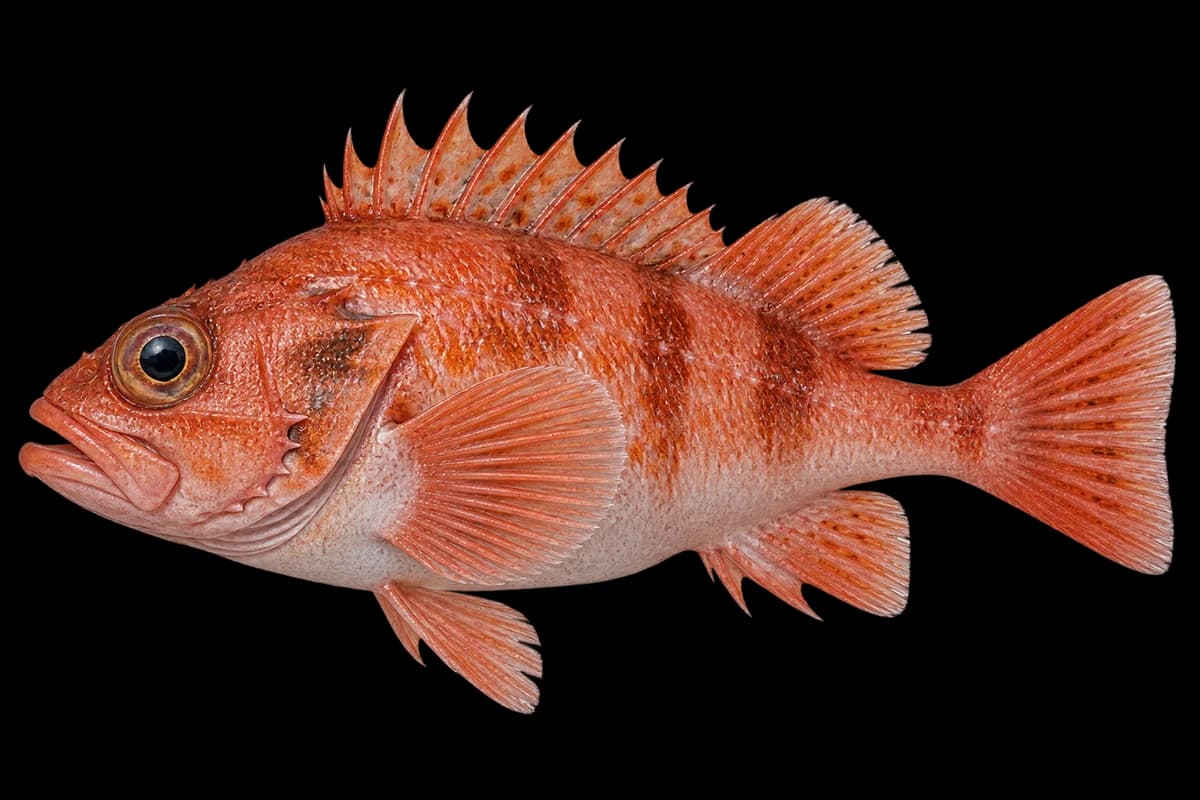 Hilgendorf's rockfish