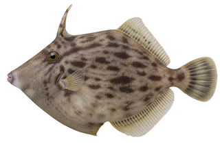 カワハギの図鑑画像